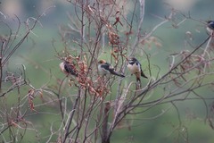 Cecropis abyssinica
