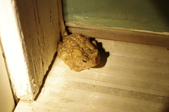 Anaxyrus americanus