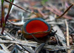 Caloscypha fulgens image