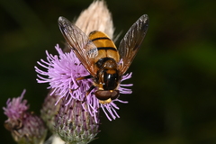 Volucella inanis
