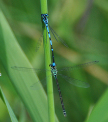 Coenagrion pulchellum