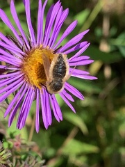 Sparnopolius confusus