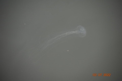 Chrysaora chesapeakei