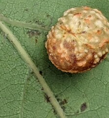 Cynips quercusfolii