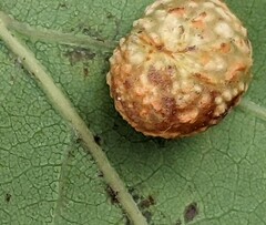 Cynips quercusfolii