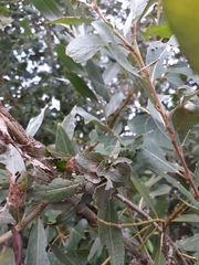 Rabdophaga rosaria