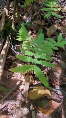 Phegopteris