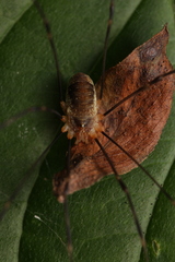 Opilio