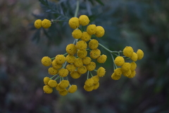 Tanacetum vulgare
