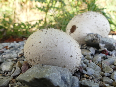 Lycoperdon utriforme