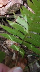 Phegopteris