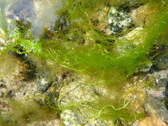 Ulva intestinalis