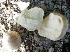 Lycoperdon utriforme