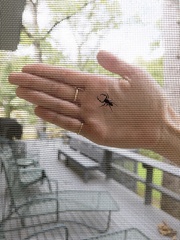 Salticinae