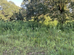 Lilium formosanum