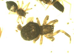 Enoplognatha thoracica