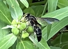 Tachytes guatemalensis