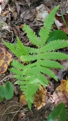 Phegopteris