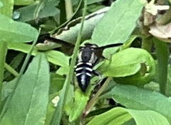 Tachytes guatemalensis