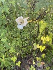 Lilium formosanum