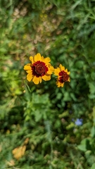 Coreopsis tinctoria