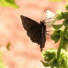 Staphylus hayhurstii