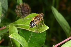 Eristalis nemorum