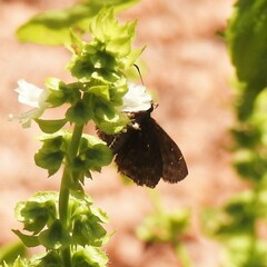 Staphylus hayhurstii