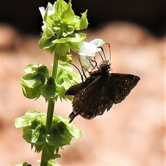 Staphylus hayhurstii