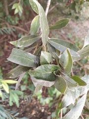 Rabdophaga rosaria