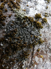 Phaeophyscia orbicularis