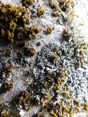 Phaeophyscia orbicularis