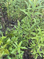 Lilium formosanum