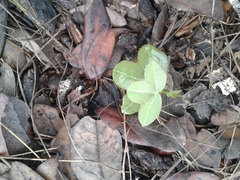 Passiflora tenuiloba