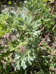 Artemisia absinthium