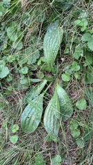 Plantago urvillei