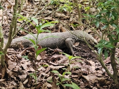Varanus nebulosus