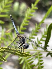 Erythrodiplax minuscula