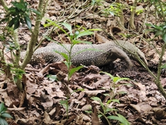 Varanus nebulosus