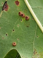 Neuroterus numismalis