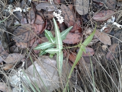 Passiflora tenuiloba