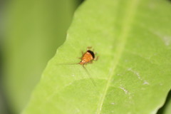 Pseudophyllodromiinae