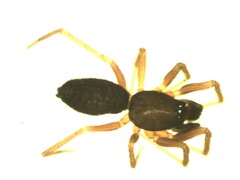 Agyneta simplicitarsis