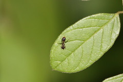 Dolichoderus diversus