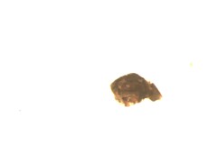 Agyneta simplicitarsis
