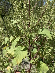 Cyclachaena xanthiifolia