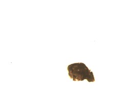 Agyneta simplicitarsis