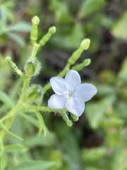 Cnidoscolus stimulosus