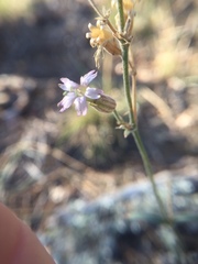 Silene verecunda