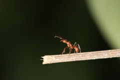 Ectatomma tuberculatum